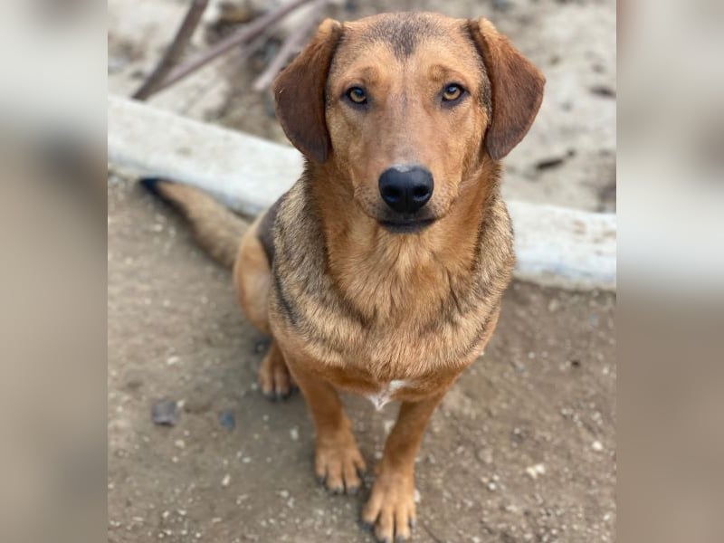 Nasso, geb. ca. 05/2024, lebt in GRIECHENLAND, auf einer privaten Pflegestelle