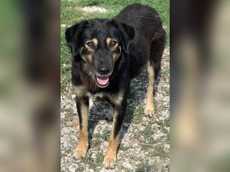 Lavinia, geb. ca. 06/2019, lebt in GRIECHENLAND, im städt. Tierheim Serres