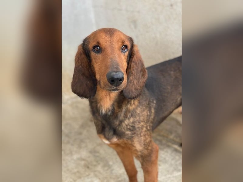 Elio, geb. ca. 03/2024, lebt in GRIECHENLAND, im städt. Tierheim Serres