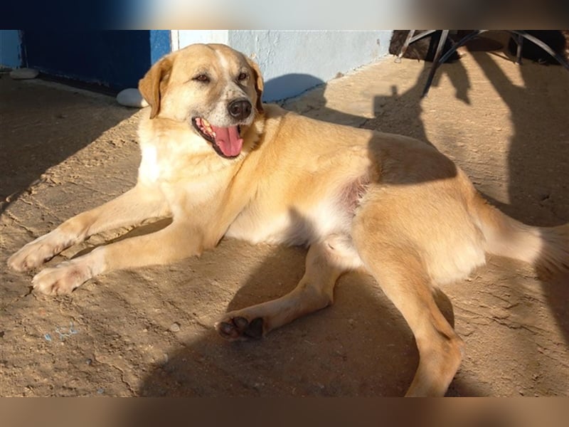 Spike, geb. ca. 05/2019, lebt in GRIECHENLAND, im städt. Tierheim Serres