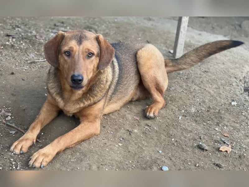 Nasso, geb. ca. 05/2024, lebt in GRIECHENLAND, auf einer privaten Pflegestelle