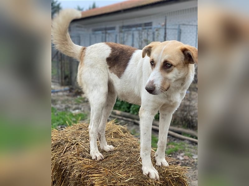 Evi, geb. ca. 06/2020, lebt in GRIECHENLAND, im städt. Tierheim Serres