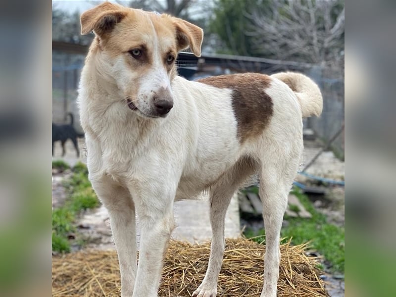 Evi, geb. ca. 06/2020, lebt in GRIECHENLAND, im städt. Tierheim Serres