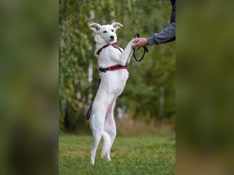 Ruhiges Zuhause für Bella gesucht