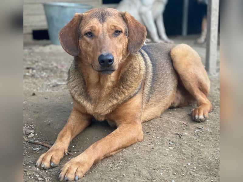 Nasso, geb. ca. 05/2024, lebt in GRIECHENLAND, auf einer privaten Pflegestelle