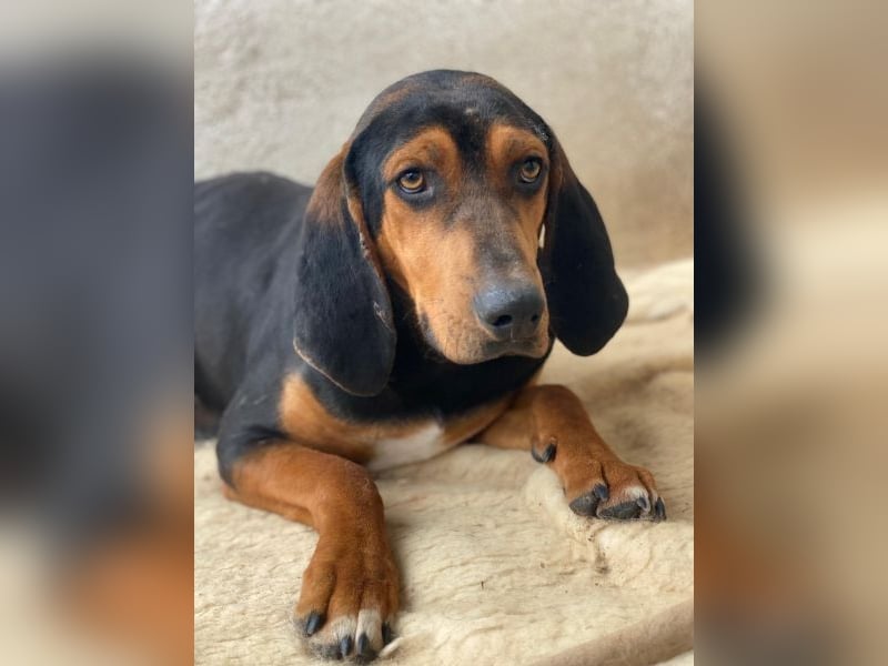 Brios, geb. ca. 12/2024, lebt in GRIECHENLAND, im städt. Tierheim Serres