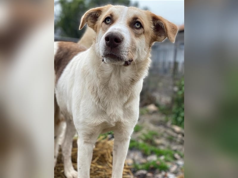 Evi, geb. ca. 06/2020, lebt in GRIECHENLAND, im städt. Tierheim Serres