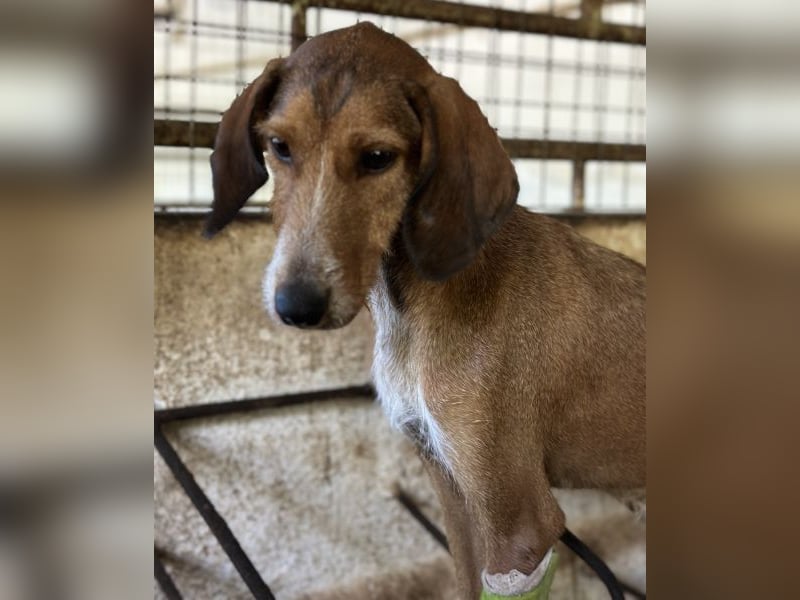 Muskatnuss, geb. ca. 01/2025, lebt in GRIECHENLAND, auf einer privaten Pflegestelle