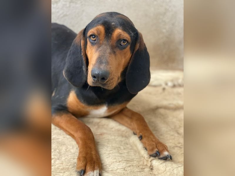 Brios, geb. ca. 12/2024, lebt in GRIECHENLAND, im städt. Tierheim Serres