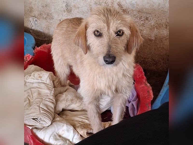 Schnitzel, geb. ca. 05/2025, lebt in GRIECHENLAND, auf einer privaten Pflegestelle