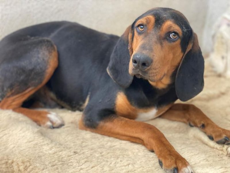 Brios, geb. ca. 12/2024, lebt in GRIECHENLAND, im städt. Tierheim Serres