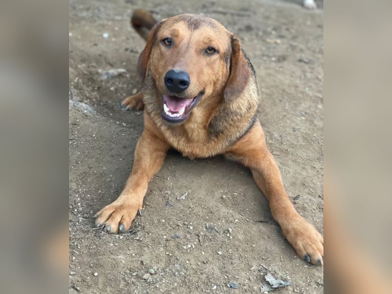 Nasso, geb. ca. 05/2024, lebt in GRIECHENLAND, auf einer privaten Pflegestelle