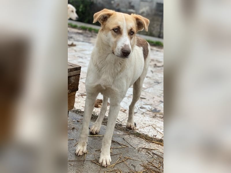 Evi, geb. ca. 06/2020, lebt in GRIECHENLAND, im städt. Tierheim Serres