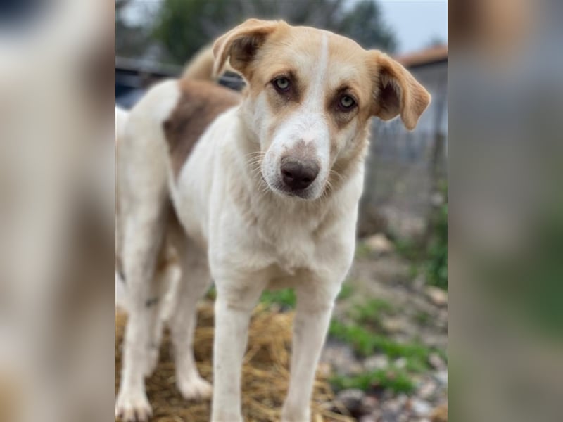 Evi, geb. ca. 06/2020, lebt in GRIECHENLAND, im städt. Tierheim Serres