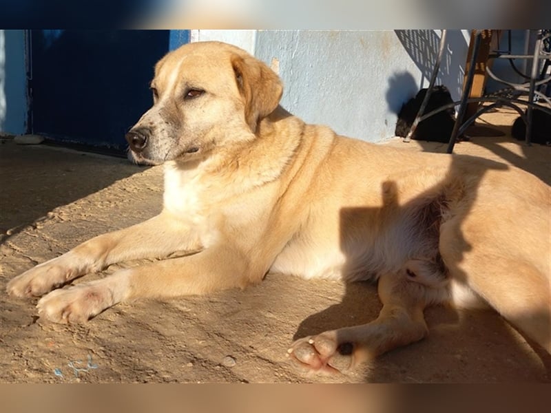 Spike, geb. ca. 05/2019, lebt in GRIECHENLAND, im städt. Tierheim Serres