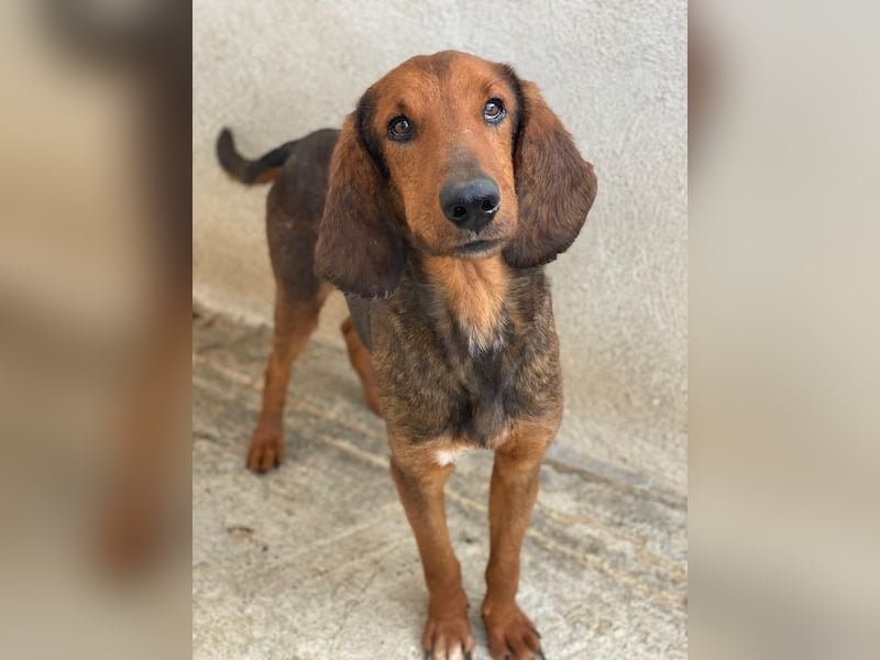 Elio, geb. ca. 03/2024, lebt in GRIECHENLAND, im städt. Tierheim Serres