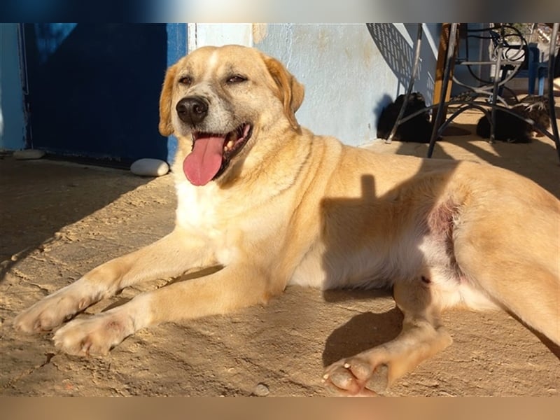 Spike, geb. ca. 05/2019, lebt in GRIECHENLAND, im städt. Tierheim Serres