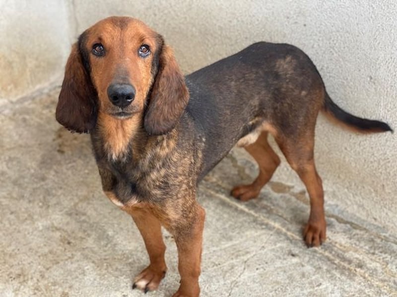 Elio, geb. ca. 03/2024, lebt in GRIECHENLAND, im städt. Tierheim Serres