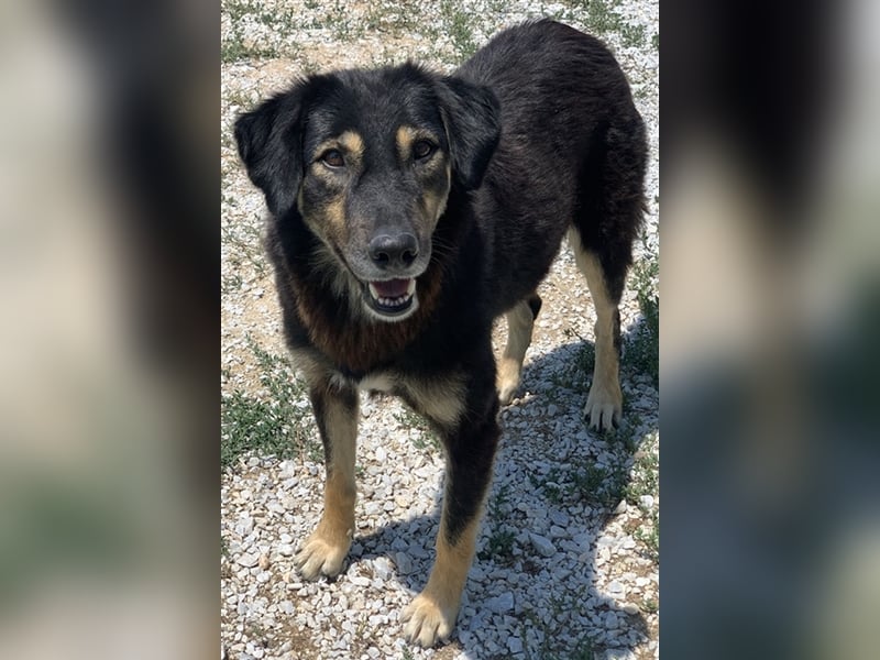 Lavinia, geb. ca. 06/2019, lebt in GRIECHENLAND, im städt. Tierheim Serres