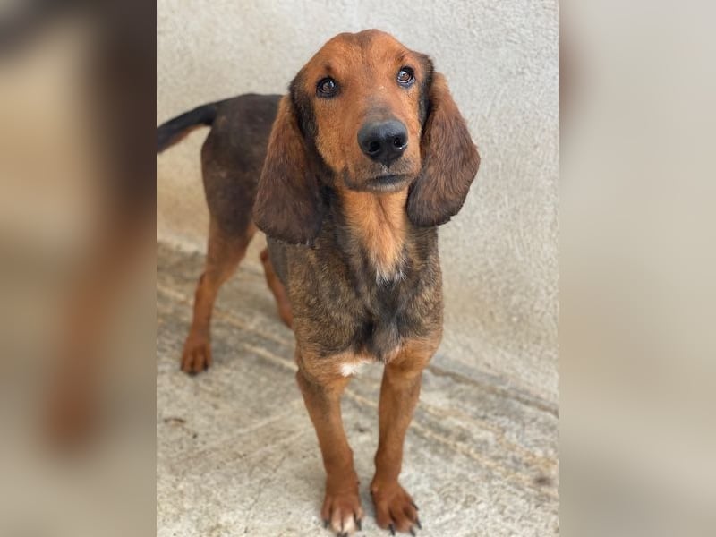 Elio, geb. ca. 03/2024, lebt in GRIECHENLAND, im städt. Tierheim Serres