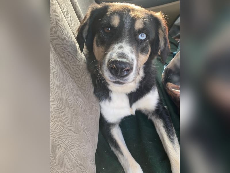 Rafiki, geb. ca. 12/2022, lebt in GRIECHENLAND, im städt. Tierheim Serres