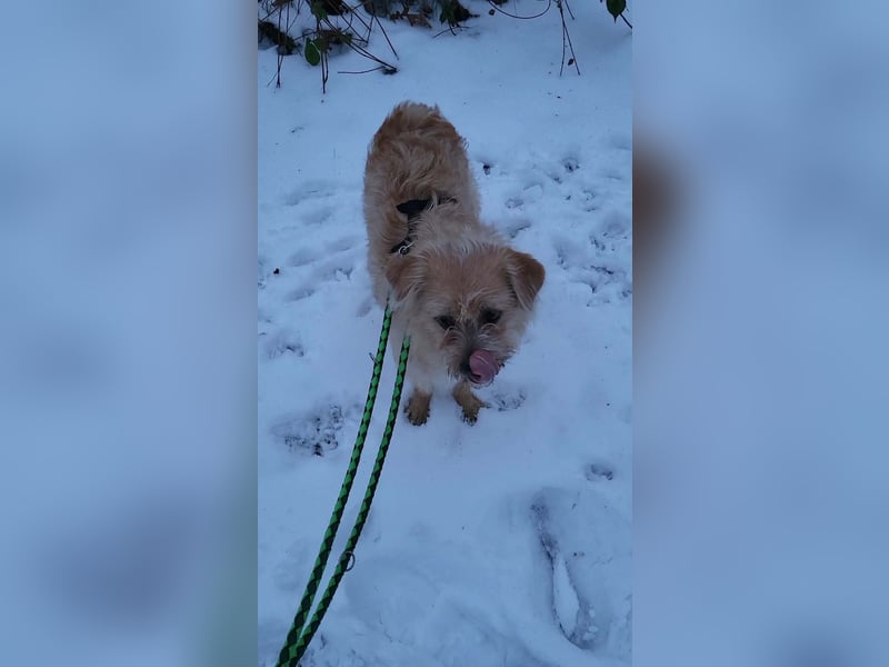 Peggy, kleiner, hübscher Wuschel sucht Familie