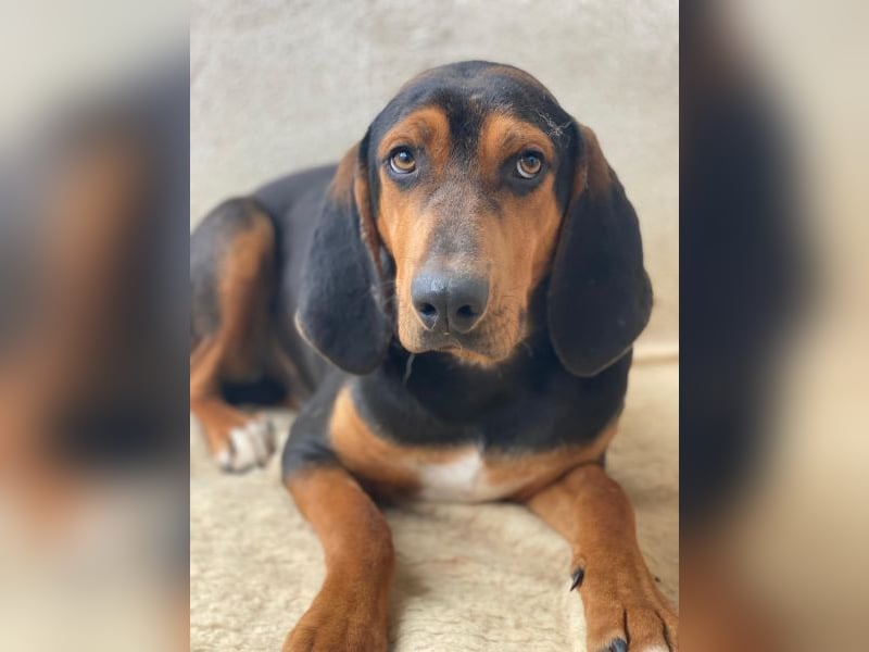 Brios, geb. ca. 12/2024, lebt in GRIECHENLAND, im städt. Tierheim Serres