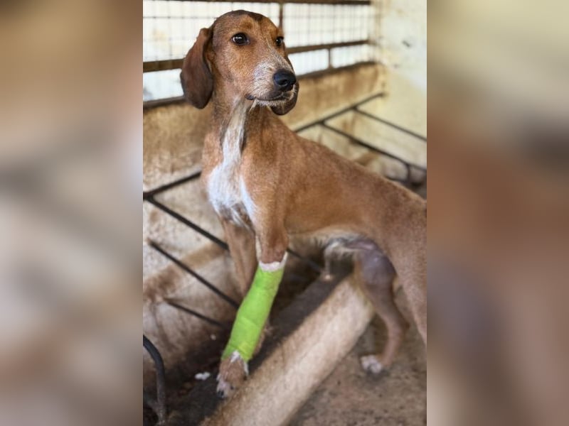 Muskatnuss, geb. ca. 01/2025, lebt in GRIECHENLAND, auf einer privaten Pflegestelle