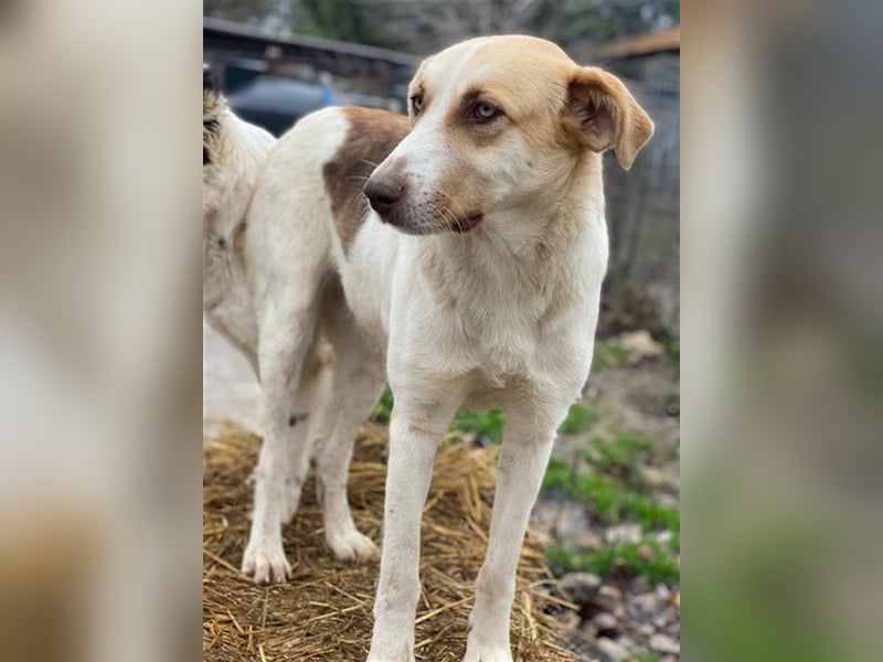 Evi, geb. ca. 06/2020, lebt in GRIECHENLAND, im städt. Tierheim Serres