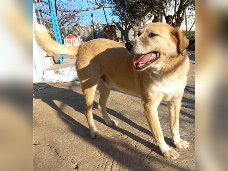 Spike, geb. ca. 05/2019, lebt in GRIECHENLAND, im städt. Tierheim Serres