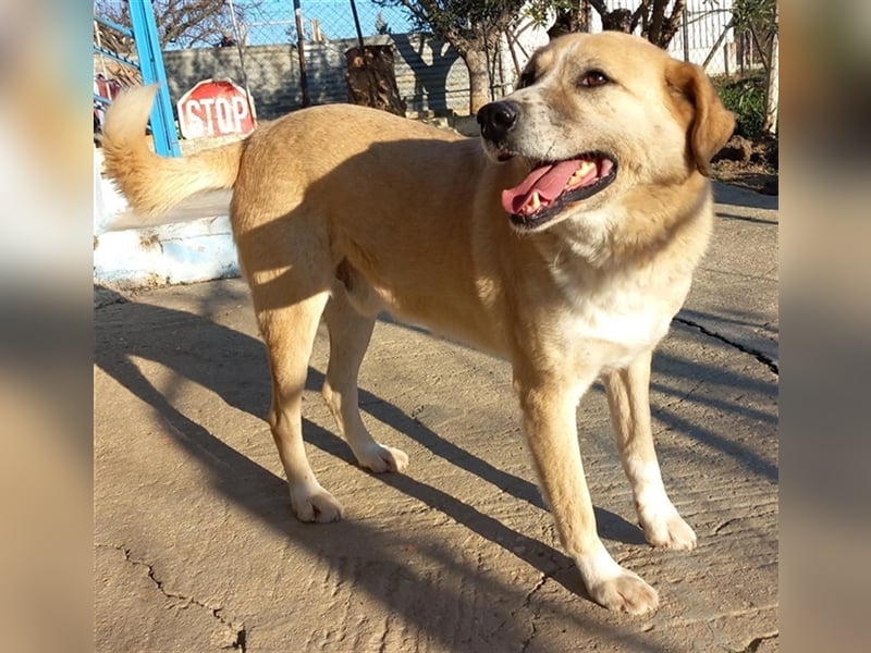 Spike, geb. ca. 05/2019, lebt in GRIECHENLAND, im städt. Tierheim Serres