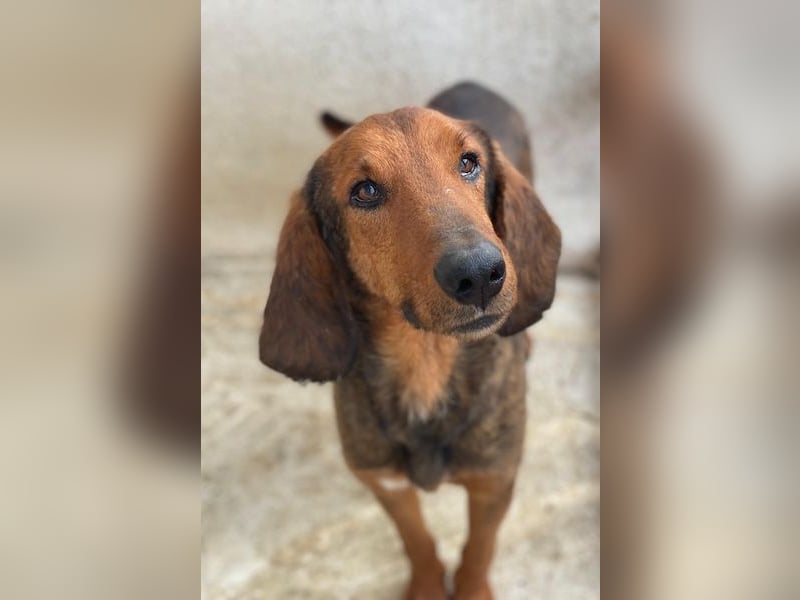 Elio, geb. ca. 03/2024, lebt in GRIECHENLAND, im städt. Tierheim Serres