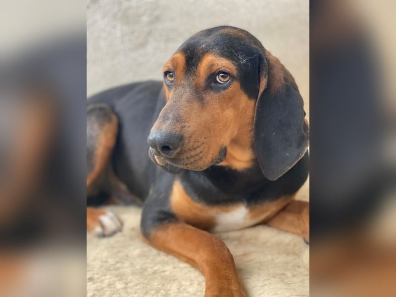 Brios, geb. ca. 12/2024, lebt in GRIECHENLAND, im städt. Tierheim Serres