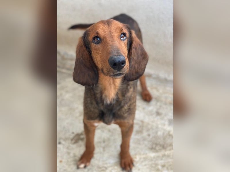 Elio, geb. ca. 03/2024, lebt in GRIECHENLAND, im städt. Tierheim Serres