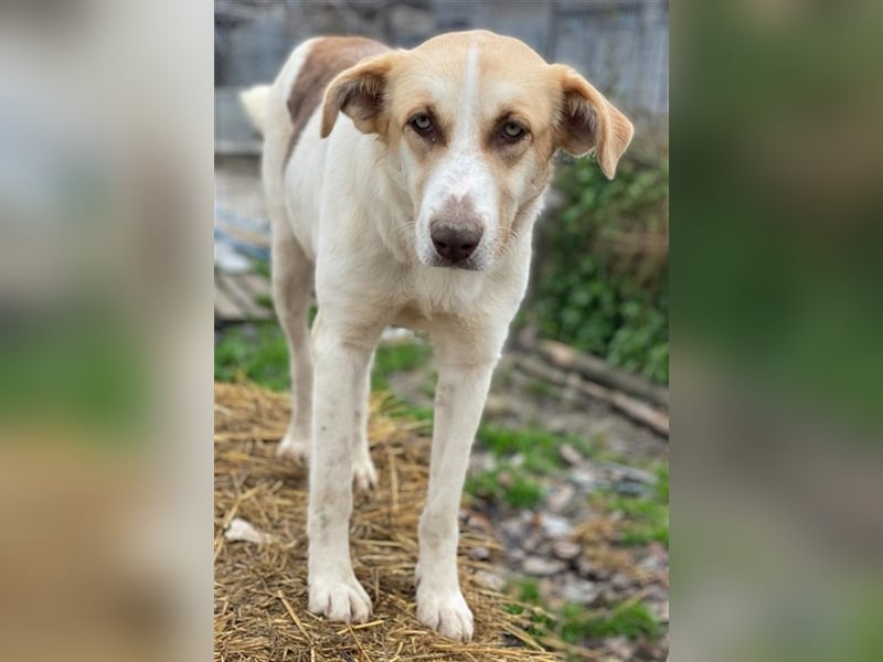 Evi, geb. ca. 06/2020, lebt in GRIECHENLAND, im städt. Tierheim Serres