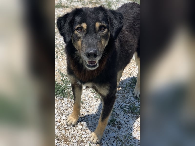 Lavinia, geb. ca. 06/2019, lebt in GRIECHENLAND, im städt. Tierheim Serres