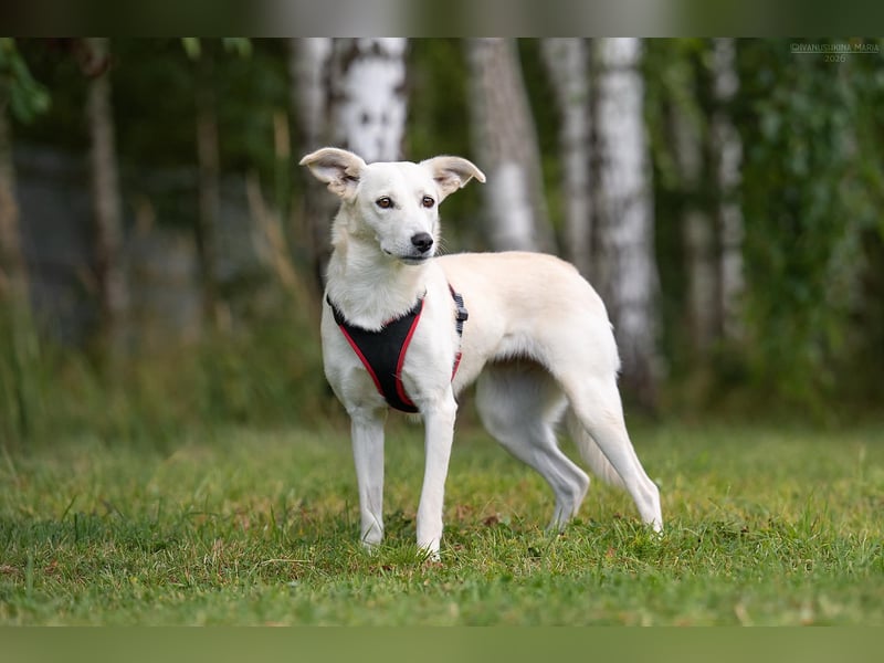 Ruhiges Zuhause für Bella gesucht