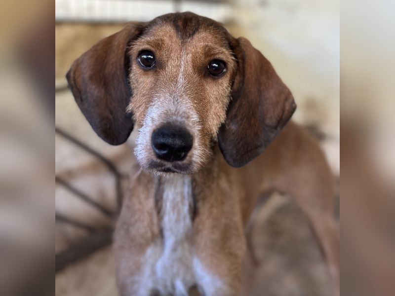 Muskatnuss, geb. ca. 01/2025, lebt in GRIECHENLAND, auf einer privaten Pflegestelle