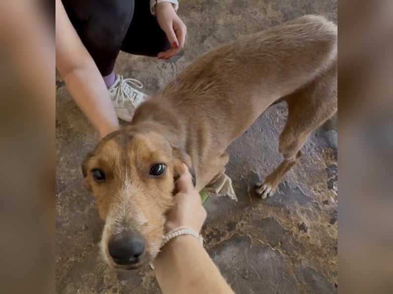 Muskatnuss, geb. ca. 01/2025, lebt in GRIECHENLAND, auf einer privaten Pflegestelle