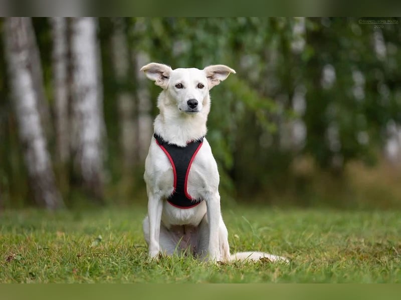 Ruhiges Zuhause für Bella gesucht