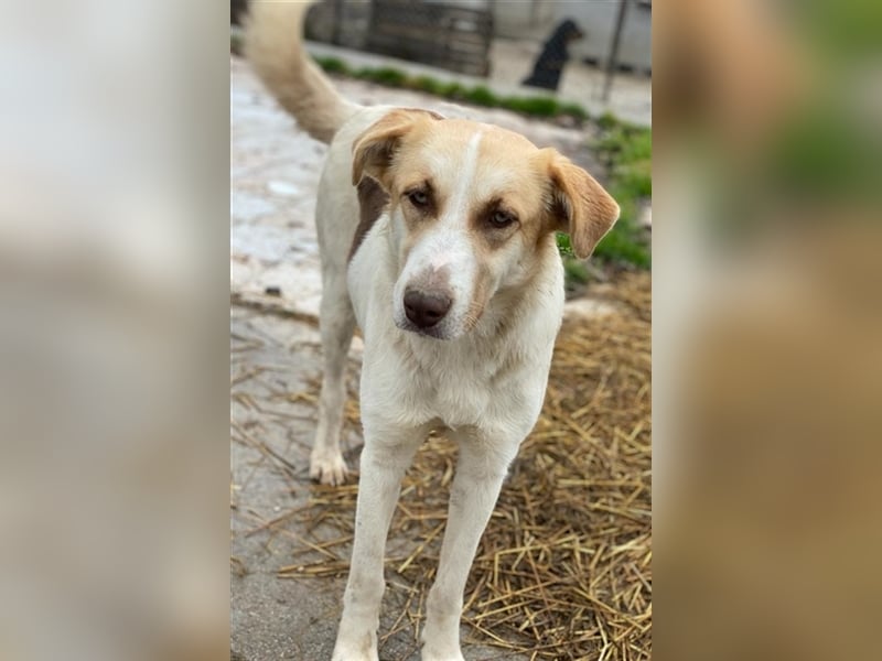 Evi, geb. ca. 06/2020, lebt in GRIECHENLAND, im städt. Tierheim Serres