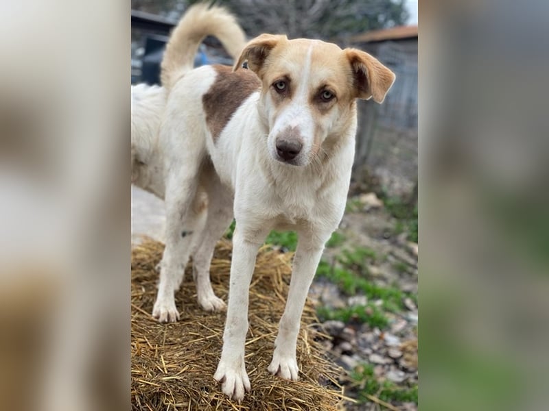 Evi, geb. ca. 06/2020, lebt in GRIECHENLAND, im städt. Tierheim Serres