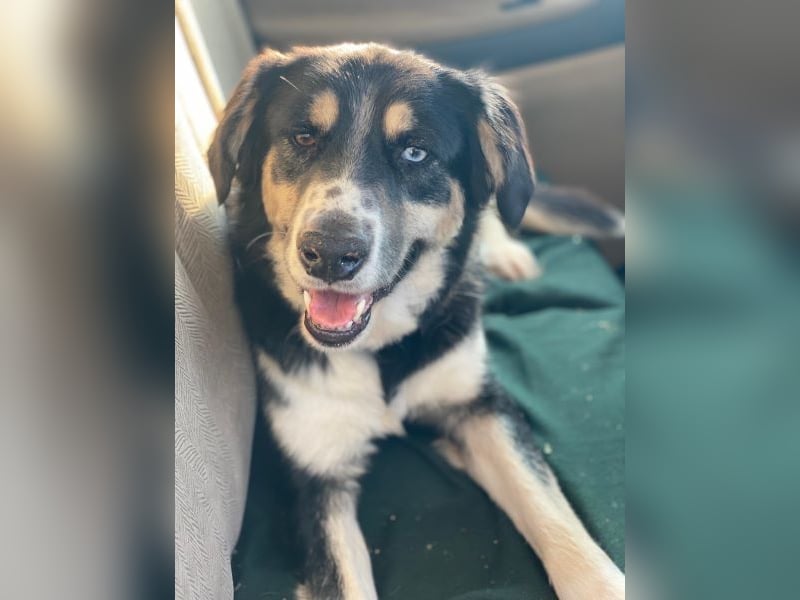 Rafiki, geb. ca. 12/2022, lebt in GRIECHENLAND, im städt. Tierheim Serres