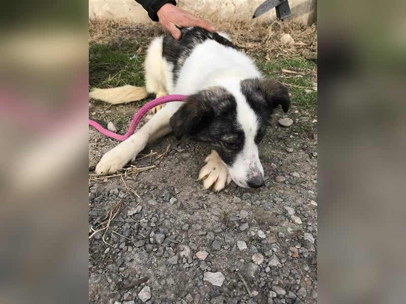 Spotty sucht eine erfahrene Pflegestelle oder Zuhause