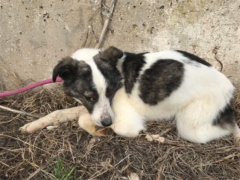 Spotty sucht eine erfahrene Pflegestelle oder Zuhause