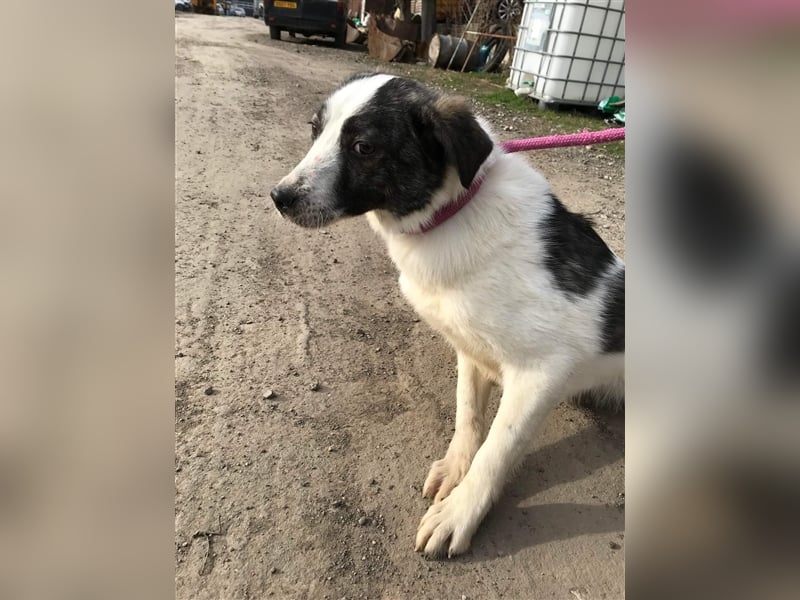 Spotty sucht eine erfahrene Pflegestelle oder Zuhause