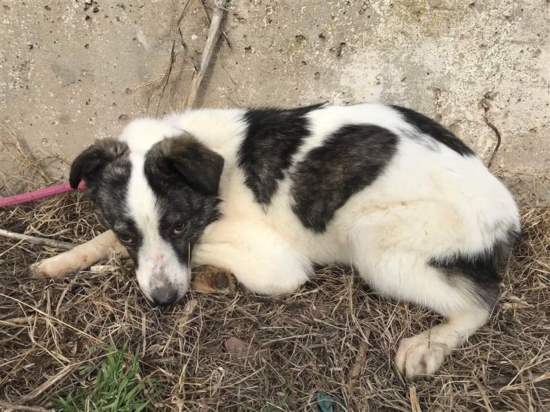 Spotty sucht eine erfahrene Pflegestelle oder Zuhause