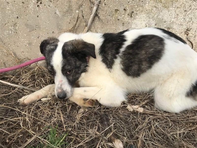 Spotty sucht eine erfahrene Pflegestelle oder Zuhause