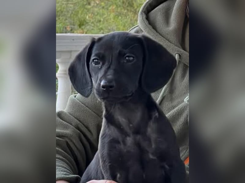 Glückskind Lilly sucht ihre Familie
