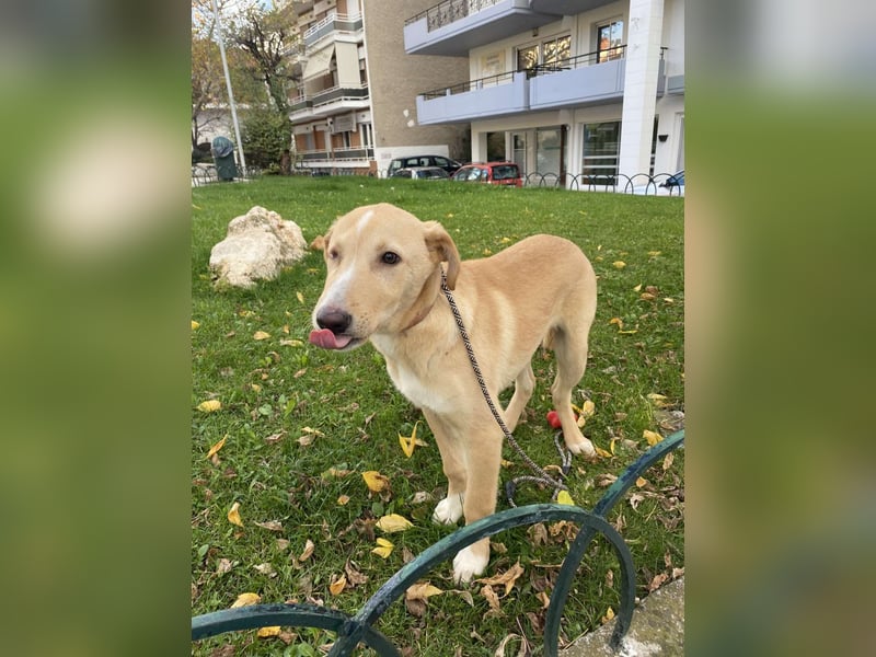 Odin - Kokoni Mix  möchte eine Chance